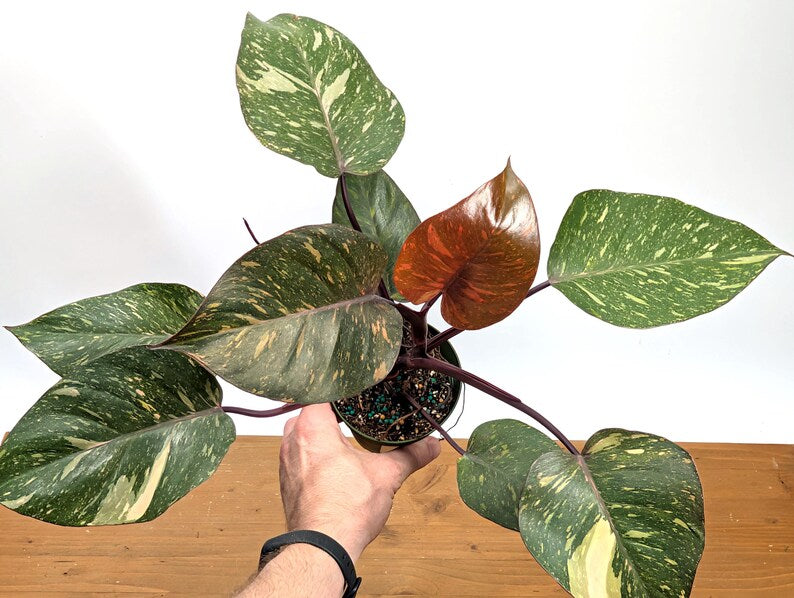 Philodendron Orange Princess Marble - Exact Plant 