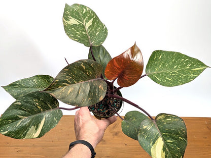 Philodendron Orange Princess Marble - Exact Plant 