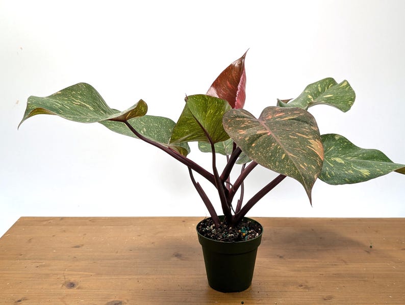 Philodendron Orange Princess Marble - Exact Plant 