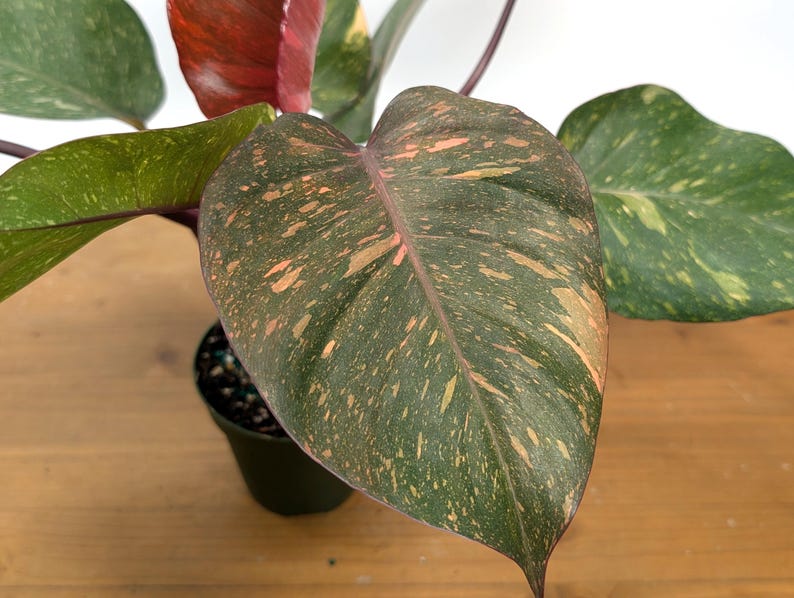 Philodendron Orange Princess Marble - Exact Plant 