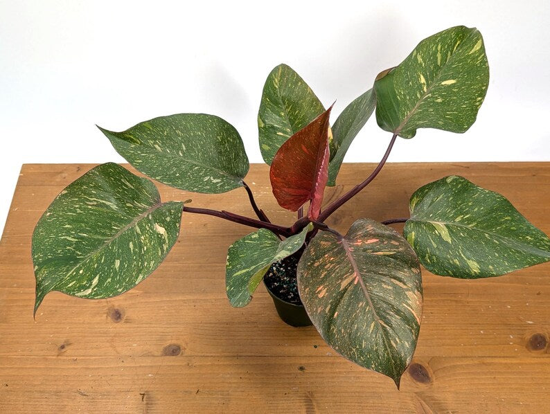 Philodendron Orange Princess Marble - Exact Plant 