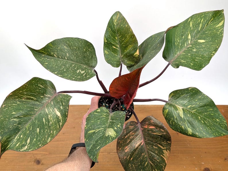 Philodendron Orange Princess Marble - Exact Plant 