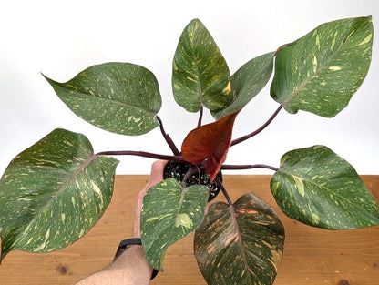 Philodendron Orange Princess Marble - Exact Plant 