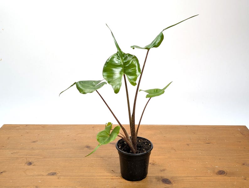 Alocasia Stingray