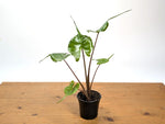 Alocasia Stingray
