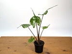 Alocasia Stingray