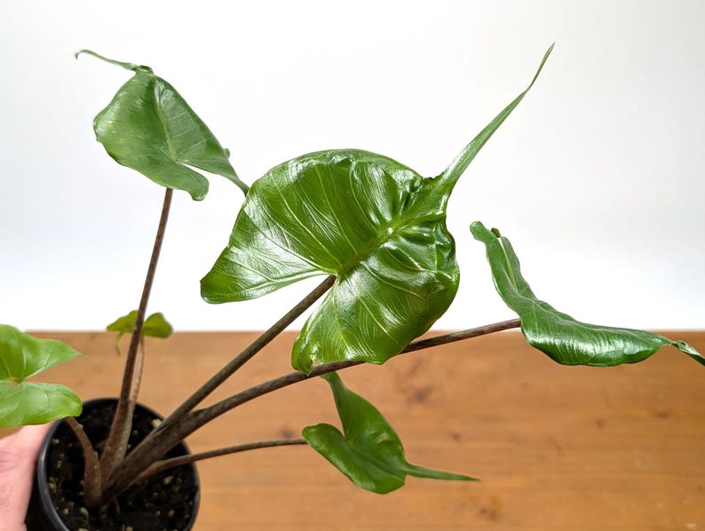 Alocasia Stingray