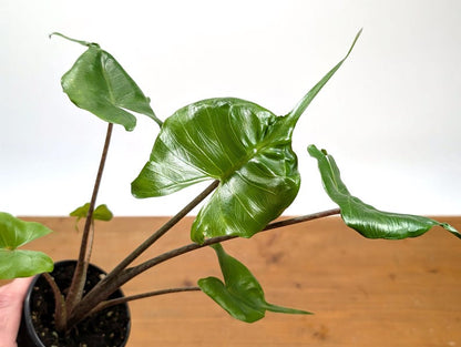 Alocasia Stingray