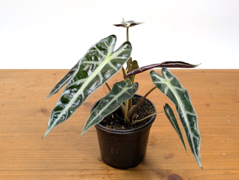 Alocasia Bambino
