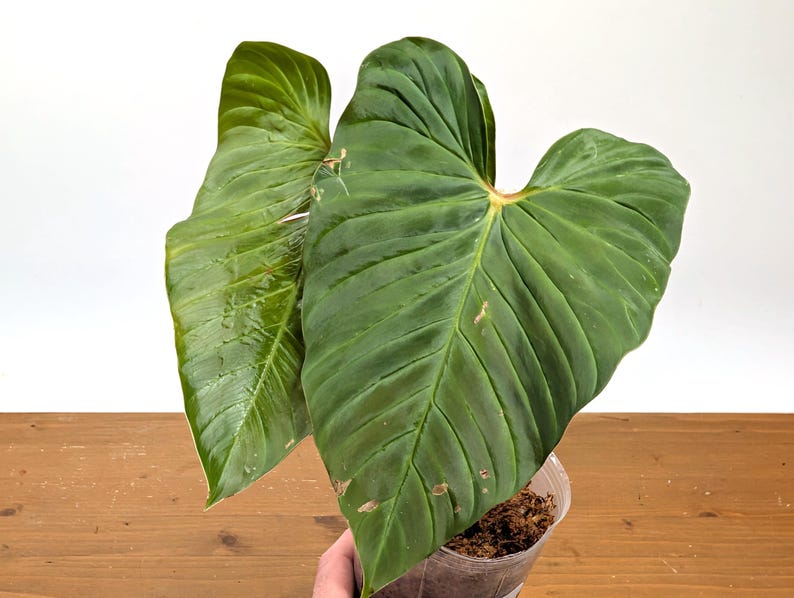 Philodendron Serpens x Verrucosum