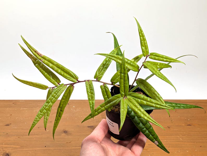 Ceratostema Pedunculatum