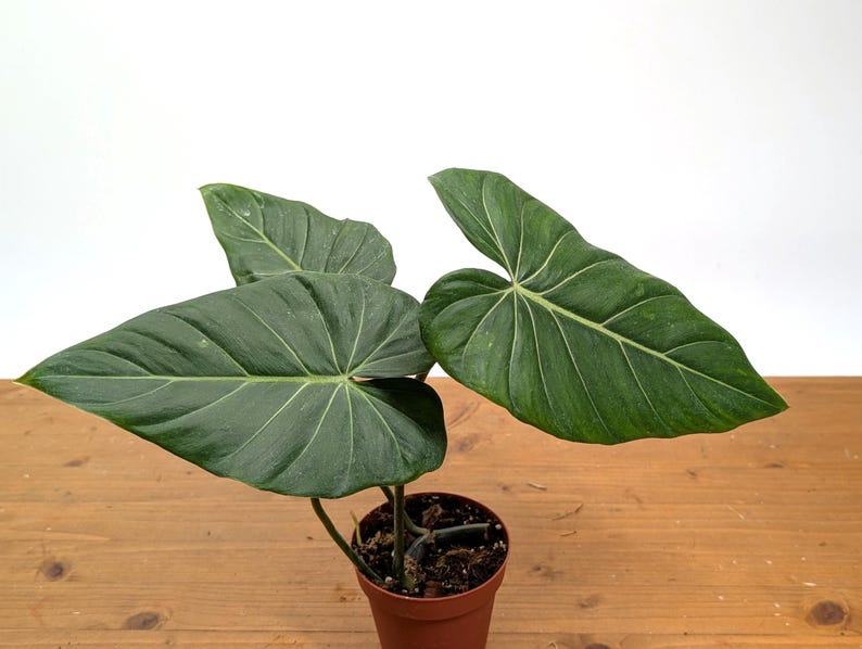EXACT Philodendron Gloriosum x Maximum SPORT Variegated