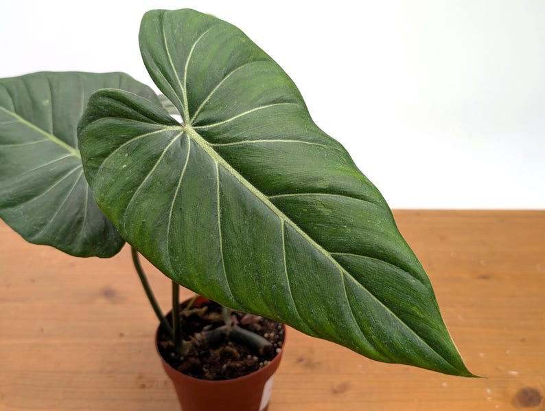 EXACT Philodendron Gloriosum x Maximum SPORT Variegated