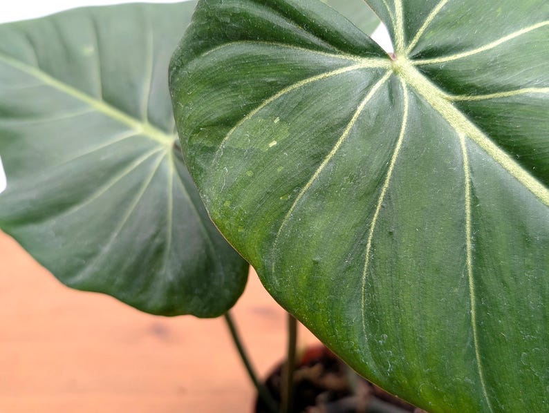 EXACT Philodendron Gloriosum x Maximum SPORT Variegated