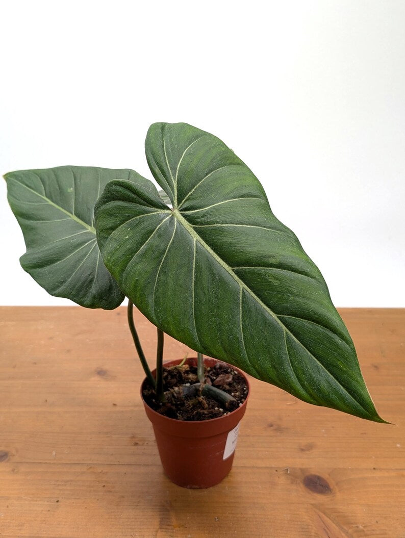 EXACT Philodendron Gloriosum x Maximum SPORT Variegated