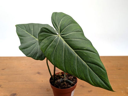 EXACT Philodendron Gloriosum x Maximum SPORT Variegated
