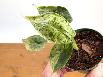 Alocasia Dragon Scale Mint Variegated