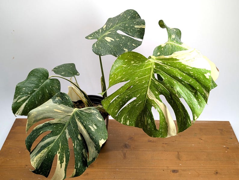 Monstera Thai Constellation EXACT 8&quot; 2Gallon Pot 