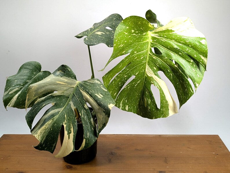 Monstera Thai Constellation EXACT 8&quot; 2Gallon Pot 