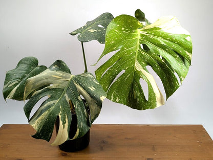 Monstera Thai Constellation EXACT 8&quot; 2Gallon Pot 