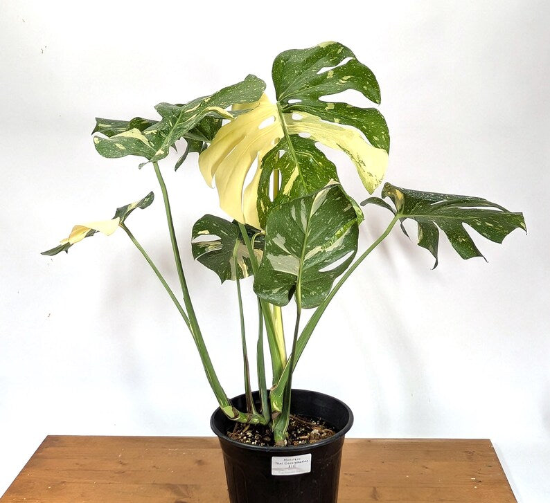 Monstera Thai Constellation 2 Plants EXACT 8&quot; 2 Gallon Pot 