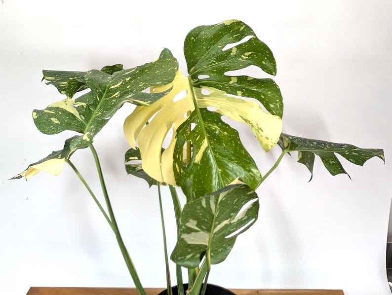 Monstera Thai Constellation 2 Plants EXACT 8&quot; 2 Gallon Pot 