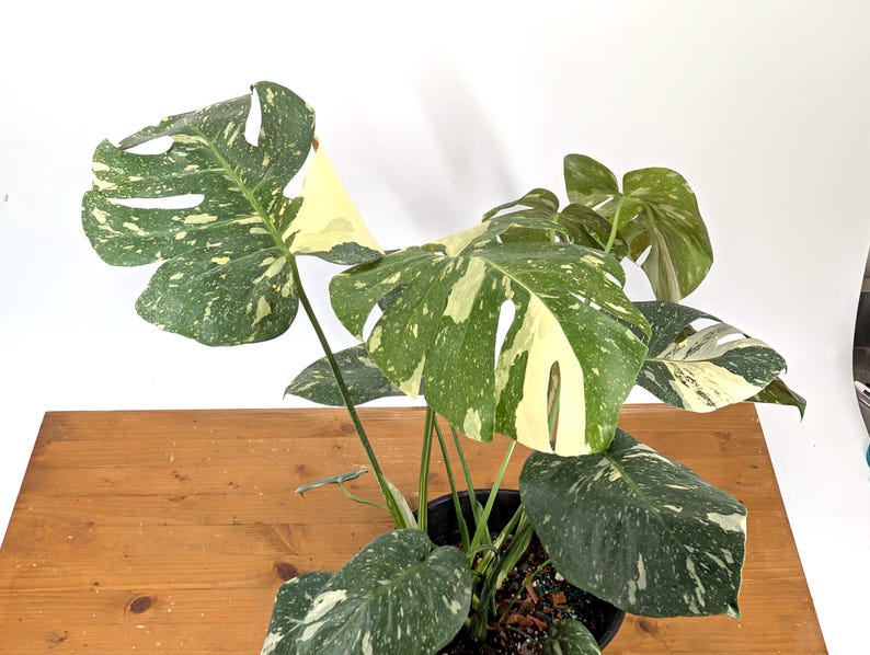 Monstera Thai Constellation 2 Plants EXACT 8&quot; 2 Gallon Pot 