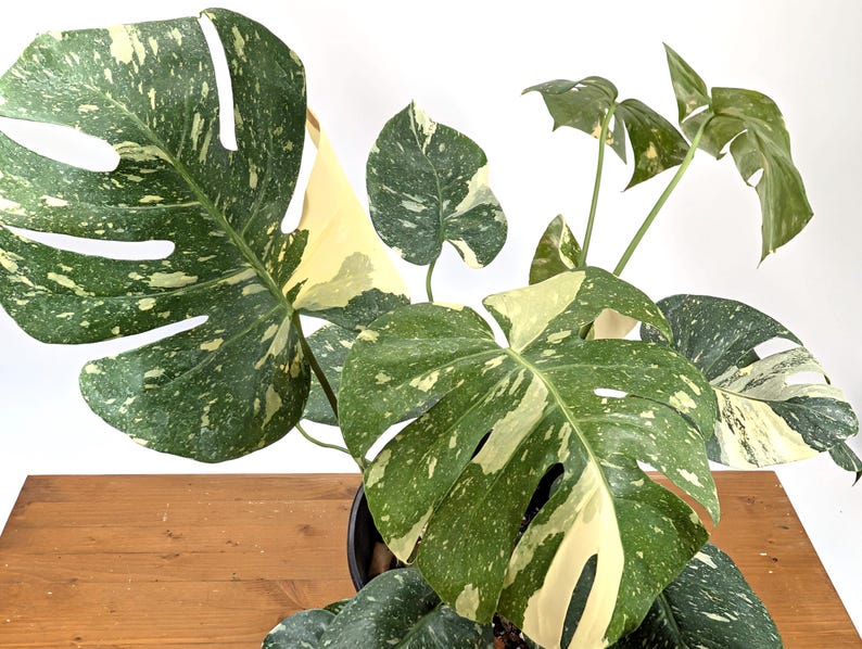 Monstera Thai Constellation 2 Plants EXACT 8&quot; 2 Gallon Pot 