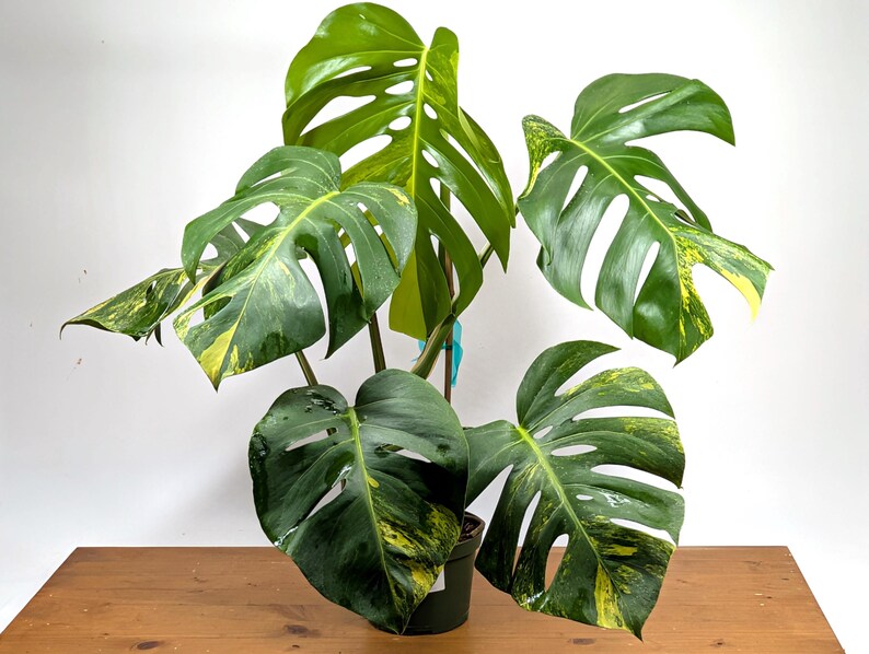 Monstera Aurea Huge Floating Plant in 6 inch pot Multiple Leaves Great Color | 