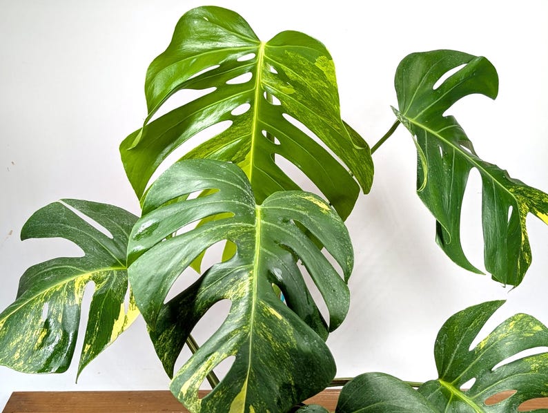 Monstera Aurea Huge Floating Plant in 6 inch pot Multiple Leaves Great Color | 