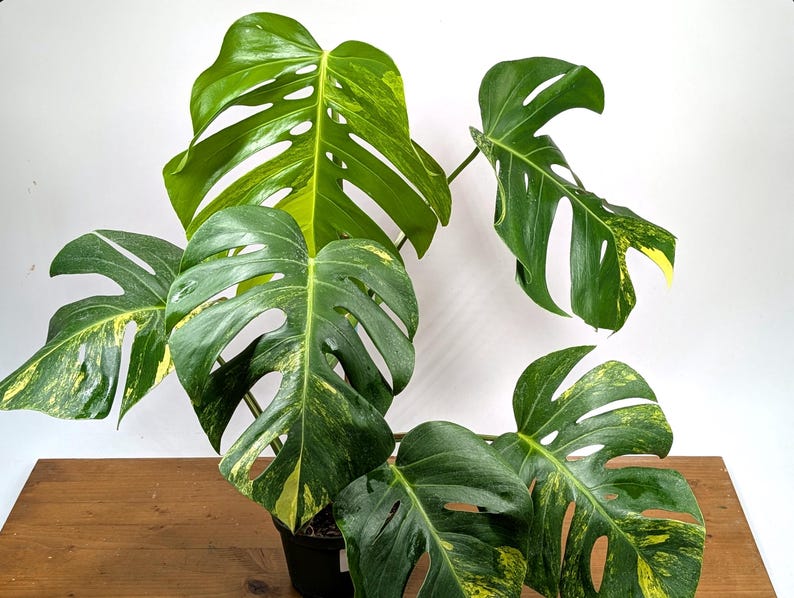 Monstera Aurea Huge Floating Plant in 6 inch pot Multiple Leaves Great Color | 