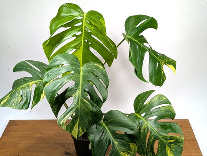 Monstera Aurea Huge Floating Plant in 6 inch pot Multiple Leaves Great Color | 