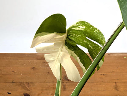 EXACT Monstera Albo Borsigniana - 6 Inch Pot 