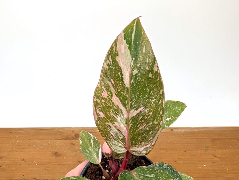 Philodendron Pink Princess 'Bubble Gum'