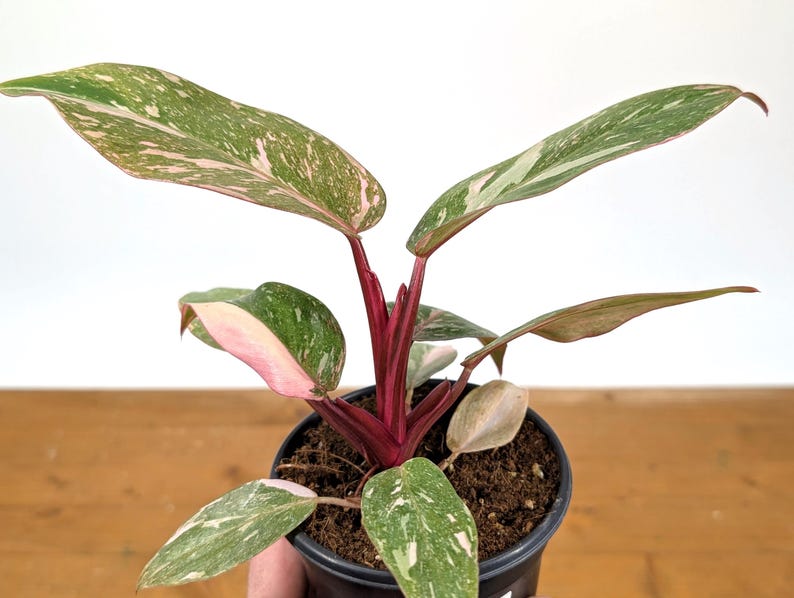 Philodendron Pink Princess 'Bubble Gum'
