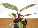Philodendron Pink Princess 'Bubble Gum'