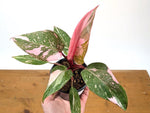 Philodendron Pink Princess 'Bubble Gum'