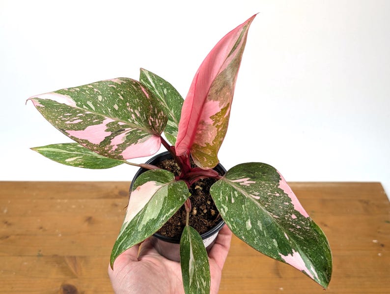 Philodendron Pink Princess 'Bubble Gum'