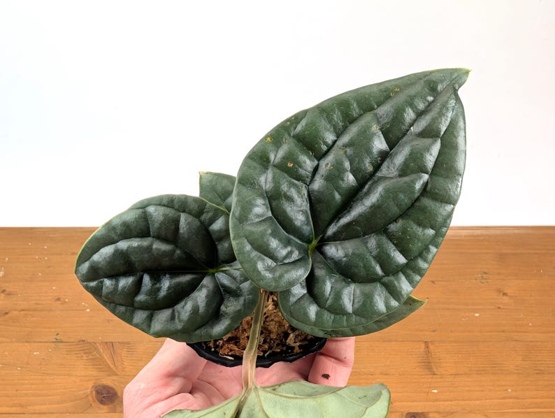 Anthurium Luxurians