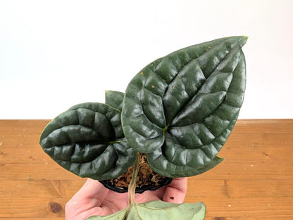 Anthurium Luxurians
