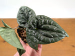 Anthurium Luxurians