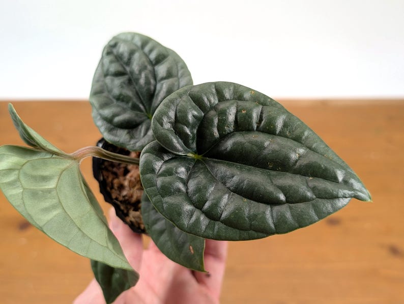 Anthurium Luxurians