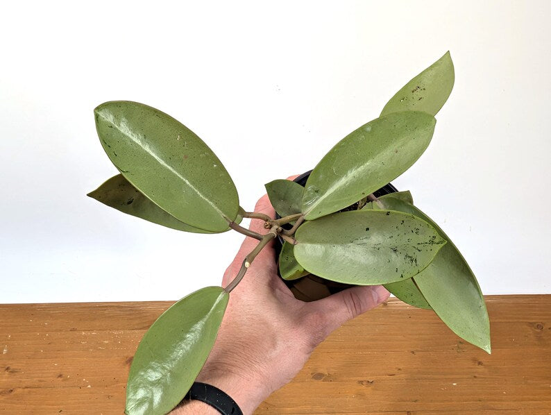 Hoya Silver Dollar