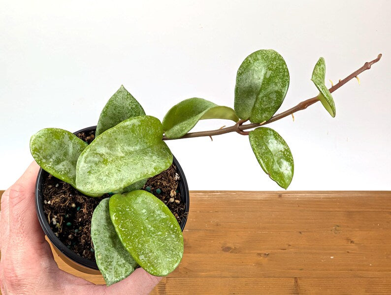 Hoya Nova Ghost