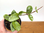 Hoya Nova Ghost