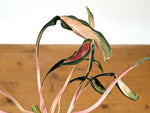 Aglaonema Flying Squid
