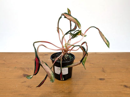 Aglaonema Flying Squid