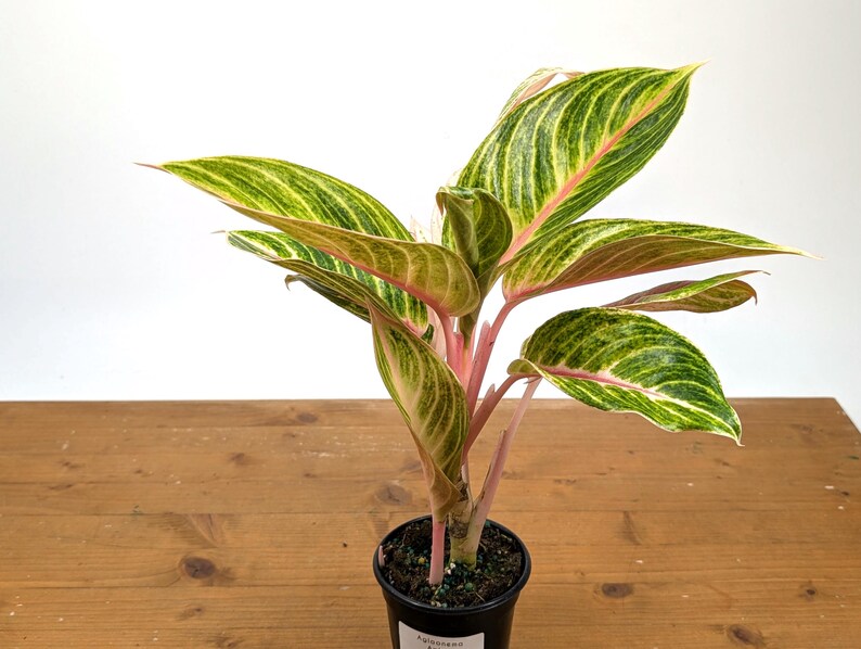Aglaonema Amber