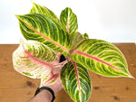 Aglaonema Amber