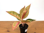 Aglaonema Red Legacy